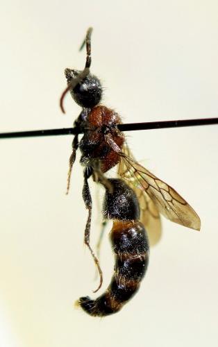 Réf. 208 652 : Myrmilla triareolata